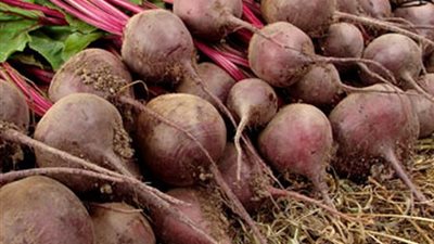 الزراعة: توريد 60 ألف طن بنجر لمصانع السكر خلال عيد الأضحى 