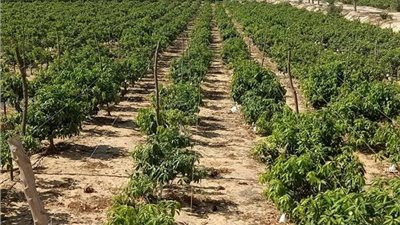 هل تأثرت المحاصيل بارتفاع درجة الحرارة؟.. رئيس مركز تغير المناخ الزراعي يجيب