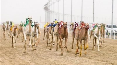 إثارة وندّية في منافسات اليوم الثالث من مهرجان ولي العهد للهجن 3