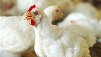 محرز: 50 مليون طائر حجم الإنتاج المستهدف بـ