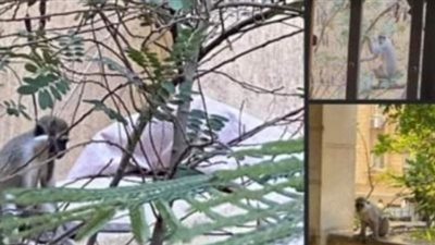 محمد رجائي يعلق على غزو القرود لمنازل حدائق الأهرام (فيديو)