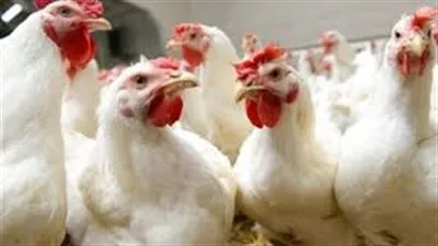 أسعار بورصة الدواجن اليوم الثلاثاء 17-8-2021