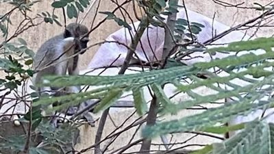 تحذير للمواطنين بشأن قرود حدائق الأهرام: 