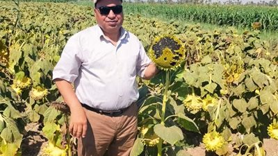 وكيل زراعة الفيوم يتفقد حقول محصول دوار الشمس الزيتي التعاقدي 