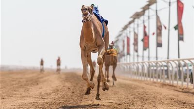 80 مليونًا.. قيمة أكثر من 600 صفقة في مهرجان ولي العهد للهجن 