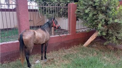 العثور على حصان مربوط بفناء مدرسة في بني سويف (صور)