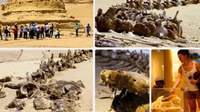 اكتشاف حوت برمائى عاش فى مصر قبل 43 مليون عام بواحة الفيوم