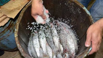 بعد تسمم 14 شخصًا بسوهاج.. تحذير عاجل في الإسكندرية من تناول الفسيخ