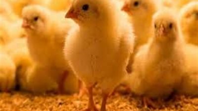 سعر الكتكوت الأبيض اليوم الأربعاء 1-9-2021