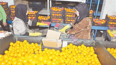 بالأرقام.. صادرات مصر الزراعية تواصل الارتفاع 