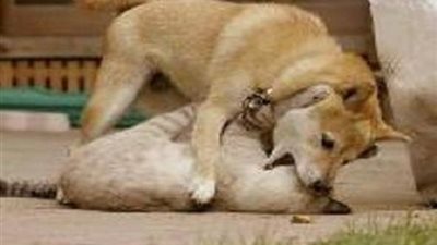 بلاغ يتهم كلب بقتل قطة وانتهى بالصلح.. محام يكشف التفاصيل 