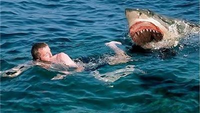 التفاصيل الكاملة لهجوم سمكة قرش على مواطن بمطروح 