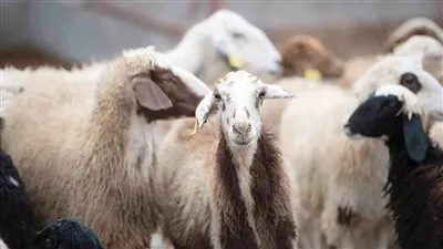 السبت.. بدء الحملة القومية للتحصين ضد 