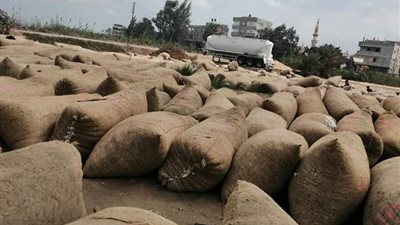 وصول سعر قنطار القطن لـ ٥١٨٥ جنيها بالمزاد العلني بالدقهلية 