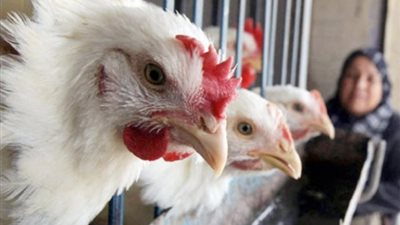 تعليق مثير من شعبة الدواجن على ارتفاع الأسعار (فيديو) 