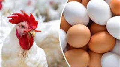 شعبة الثروة الداجنة تكشف الأسباب الخفية لارتفاع أسعار البيض (فيديو)