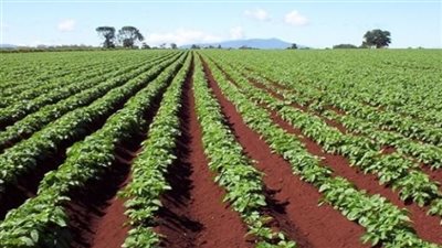 برلماني: تطوير الريف المصري يحد من الهجرة الداخلية (فيديو)