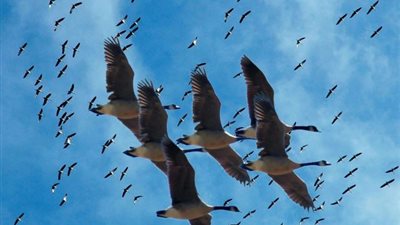 البيئة تبدأ حملة لمحاربة الصيد غير المشروع للطيور المهاجرة بالبحر الأحمر 