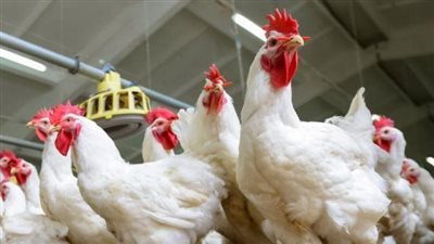 أسعار الدواجن اليوم الثلاثاء في الدقهلية 