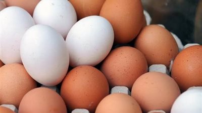 تراجع كبير.. 4 بشائر حول أسعار البيض (تعرف عليها)