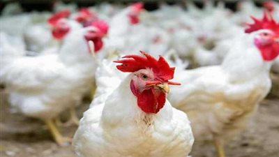 تعرف على بورصة الدواجن اليوم الأربعاء 20/10/2021 في مصر