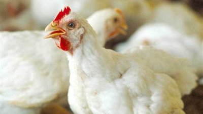 فيديو.. خبير: سلالة جديدة من أمهات دواجن تسمين تدخل مصر