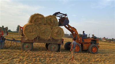 إجراء عاجل من وزيرة البيئة بشأن مزارع الأرز 