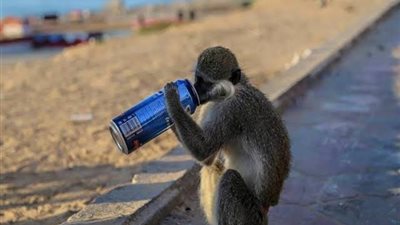 بعد مطاردة مثيرة.. الحماية المدنية تمسك بنسناس هارب ببورسعيد