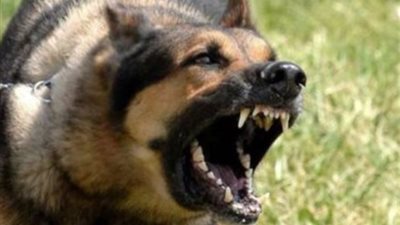 حبس ناشر فيديو قديم عن واقعة عقر كلب في القاهرة 4 أيام بتهمة بث أخبار كاذبة