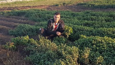 أهالي قرية منشية عبد الله بالفيوم: توارثنا زراعة النعناع منذ 70 عاما (فيديو وصور)