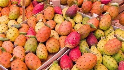 الزراعة: سعر الزيوت المستخرجة من التين الشوكي يصل إلى 800 يورو (فيديو)