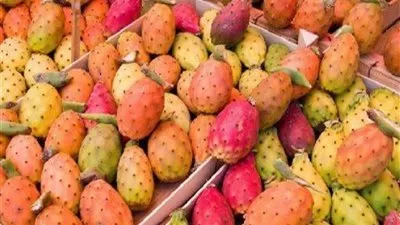 لمحبي التين الشوكي.. استشاري تغذية توجه مناشدة قبل تناوله (فيديو)