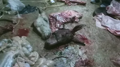 البيطريين تكشف طريقة بيع لحوم الحمير وخداع المواطنين (فيديو)