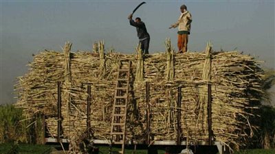 محافظ قنا: حظر نقل محصول قصب السكر خارج المحافظة