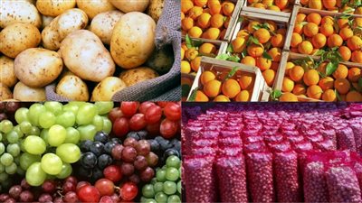 أستاذ اقتصاد يوضح أهم أسباب فتح الأسواق الدولية الجديدة أمام المحاصيل المصرية (فيديو)