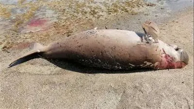 عاجل.. وزارة البيئة تعلن العثور على عروس البحر النافقة 