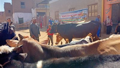 عاجل- الزراعة تطلق الحملة القومية لتحصين الماشية ضد الحمى القلاعية والوادي المتصدع بجميع المحافظات