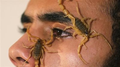 نتيجة الطقس السيئ.. وفاة 3 وإصابة 425 بلدغات العقارب بأسوان