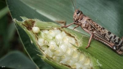 الزراعة عن ظهور أسراب الجراد: مصر بخير ومحروسة برجالها