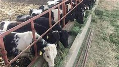 الزراعة: 6.4 مليار جنيه إجمالي تمويلات المشروع القومى للبتلو