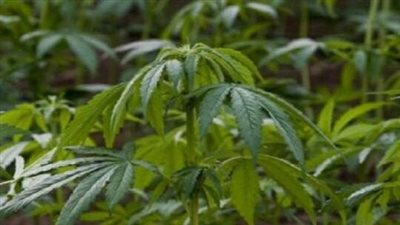 عبر أوبر إيتس.. كندا تسمح بتوصيل 