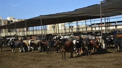 محافظ بورسعيد يتفقد محطة تسمين الماشية