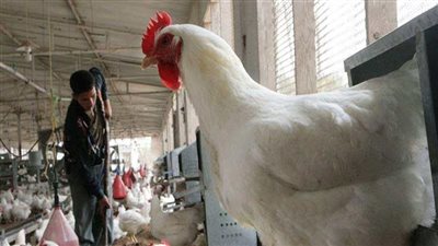 شعبة الدواجن: التسعير العادل ضروري لتقليل خسائر المربين