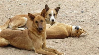 تعليق رئيس جهاز حدائق أكتوبر على استغاثة المواطنين من “الكلاب المسعورة”