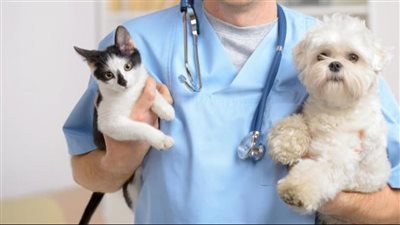 نسبة العجز بلغت 80%.. تحرك برلماني بشأن أزمة الأطباء البيطريين