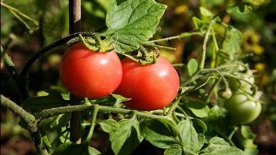 دراسة: تنصح بتناول حبة طماطم واحدة يوميًا للوقاية من ارتفاع ضغط الدم