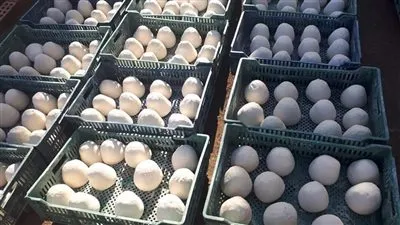 عاجل.. ضبط 37 طنًا من الجبن بها 