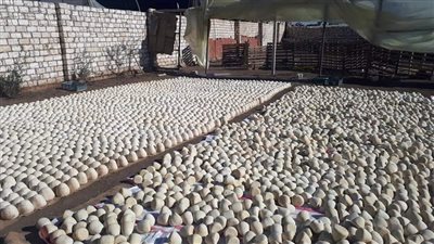 رئيس مدينة تلا تكشف مفاجآت عن مصنع الجبنة المخالف 