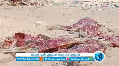 ضبط لحوم أحصنة بحوزة شخصين بالقليوبية