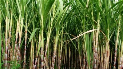 أزمة مصنع أبو قرقاص.. مسئول يكشف مساحة القصب المزروعة في مصر (فيديو)